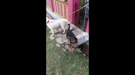 Very Active and Dominant Dog Wanting Attention!