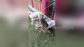 Newsflare Edit - Very Active and Dominant Dog Wanting Attention!