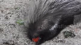 Porcupines having lunch!