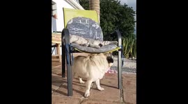 Cat reminds pug who is boss