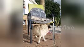 Newsflare Edit - Cat reminds pug who is boss