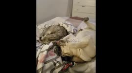 Being woken up by a pug