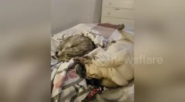Newsflare Edit - Being woken up by a pug