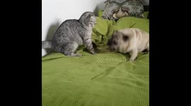 Cat and Pug wrestling