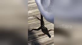 US woman rescues frozen iguana