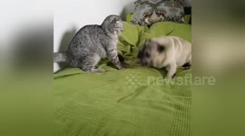 Newsflare Edit - Cat and Pug wrestling