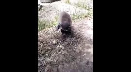 A baby raccoon I found - unexpected