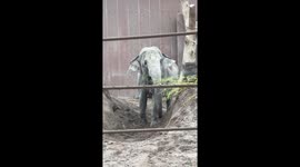 Baby Elephant Slipping
