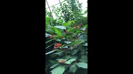 Butterflies and Plants at the Copenhagen Zoo