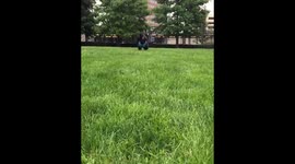 Puppy Running Slow Motion
