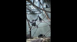 Chimpanzee Baby and Adult Swinging On Ropes