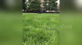 Newsflare Edit - Puppy Running Slow Motion