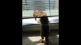 Dachshund Puppy Stuck in Window Blinds