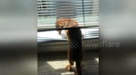 Newsflare Edit - Dachshund Puppy Stuck in Window Blinds