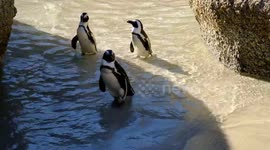 African Penguins at Boulders Beach, Simon's Town.