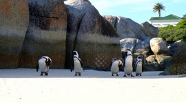 African Penguins at Boulders Beach, Simon's Town. (2)
