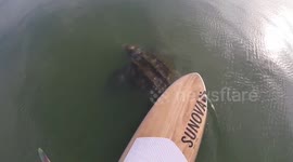 Paddle boarder has close encounter with huge leatherback turtles