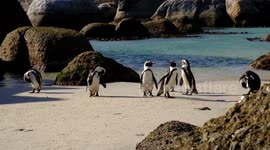 Watching African Penguins at Boulders Beach, Simon's Town.