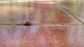 Ants use teamwork to steal dog kibble