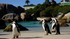 African Penguins at Boulders Beach outside Simon's Town, South Africa.