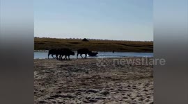 Buffalo escapes attack from pride of lions