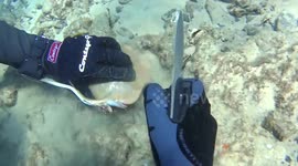 Aussie divers cut stingray free from fishing gear