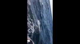 Mako Shark backflipping caught on video