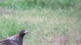 a golden eagle eating a canada goose