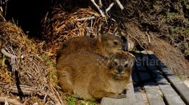 Dassies at Boulders Beach, Simon's Town