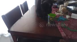 This kitty was too cool to drink from the water bowl
