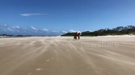 Dog on beach