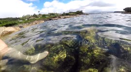 Turtle leads man through a shallow cove