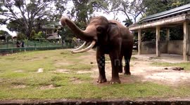 A lonely elephant is snufleing and moaning while being interviewed