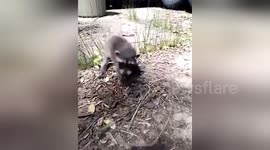 Abandoned baby raccoon gets snatched by dog