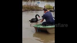 Angry swan ruffles feathers of UK workmen in hilarious fashion