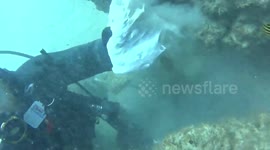 Australian diver frees octopus from plastic bag