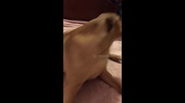 The love of your dogs.