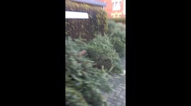 Dead Christmas trees pile up on London street