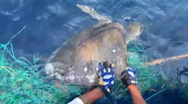 Fishermen rescue huge turtles and booby bird from discarded fishing gear