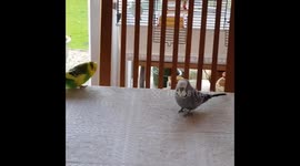 Frankie the budgie shooting cat balls