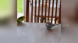 Newsflare Edit - Frankie the budgie shooting cat balls