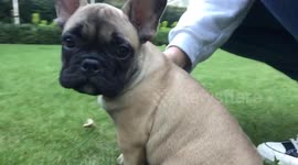 Adorable French bulldog puppy