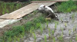 Poor dog melting into the mud