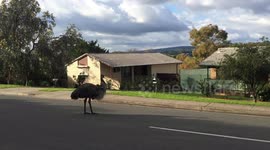 Wild emu roams the streets of Adelaide, Australia