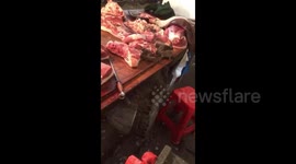 广东雷州 猖狂鼠群 光天化日闹市“打劫”肉铺