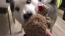 Kobi The Talking Husky Having A Tantrum Over His Toys
