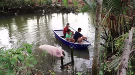 Kids in rowing boat try to catch runaway pig stuck in river
