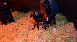 Too cute! Adorable UK donkey attempts first steps but face plants