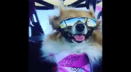 Dog wearing bandanna