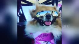 Newsflare Edit - Dog wearing bandanna